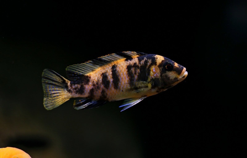 Maylandia zebra 'Masinje'